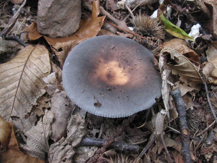 cyanoxantha?